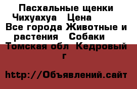 Пасхальные щенки Чихуахуа › Цена ­ 400 - Все города Животные и растения » Собаки   . Томская обл.,Кедровый г.